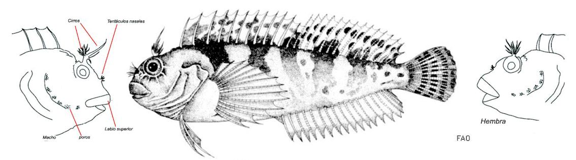 Hypleurochilus bananensis_01